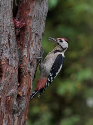 Junger Buntspecht (Foto: Heinz Tusch LBV-Archiv)