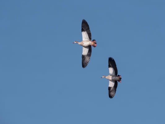 Fliegende Nilgänse Foto: Ulrich Laakmann