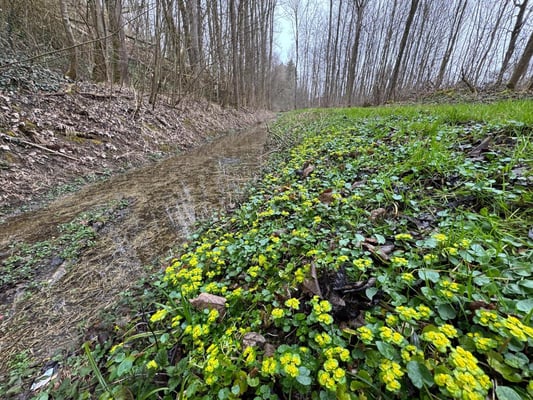 Frühlingshafter Auwaldrest beim Diebelbach (Foto: Günter Hansbauer)