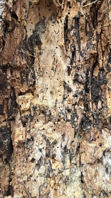 Viele kleine Löcher im Stamm, aus denen sich ausgewachsenen Käfer den Weg ins Freie gesucht haben (Foto: Katharina Dannenbauer)