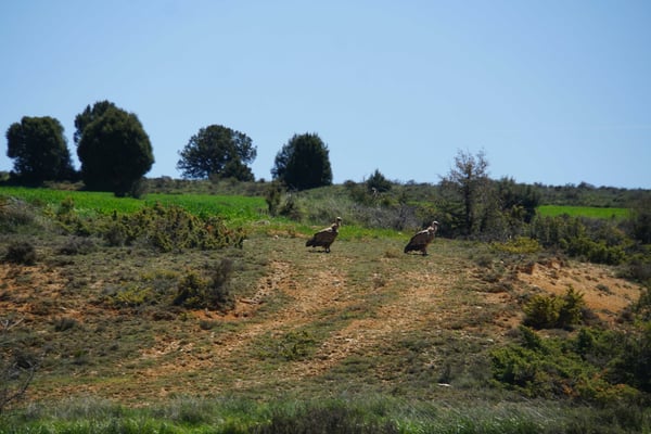 Adler? Aasgeier? Pleitegeier? - Die Geier können mir nichts anhaben - bin weder Aas noch pleite...