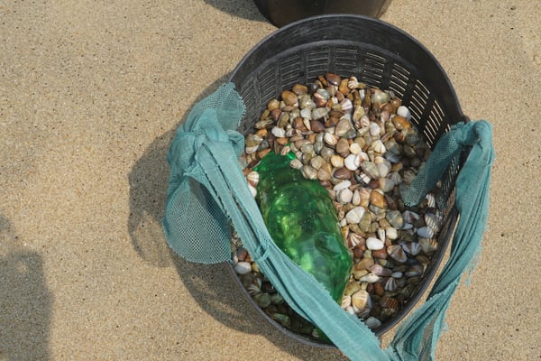 Die Ernte - schmale Ausbeute für drei streng arbeitende Frauen...