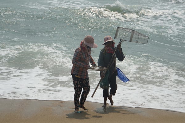 Das Geflecht wird geleert - die Muscheln eingesammelt...