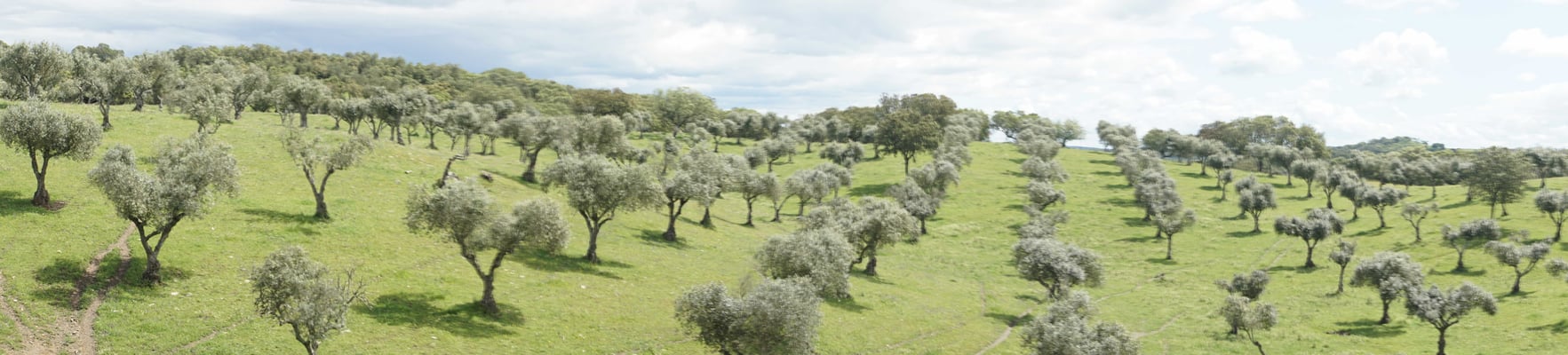Seit vieeeeelen Jahren stehen sie da in Reih und Glied, die Olivenbäume...