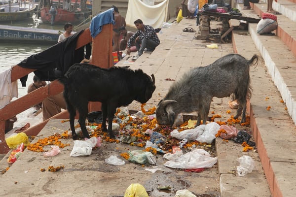 Tja, auch sie freuen sich an den Pilgerrequisiten - dahinter wird gewaschen und gebadet...