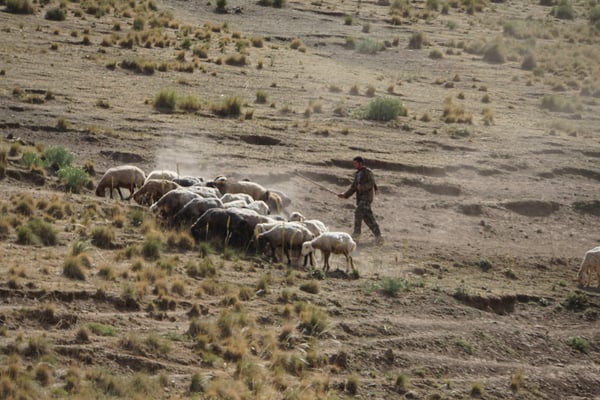 Der Hirte treibt die Schafe im trockenen Tal zu den einzelnen grünen Stellen...