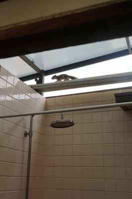 Die Regenwalddusche mit dem "Spannereichhörnchen" in Bangkok...