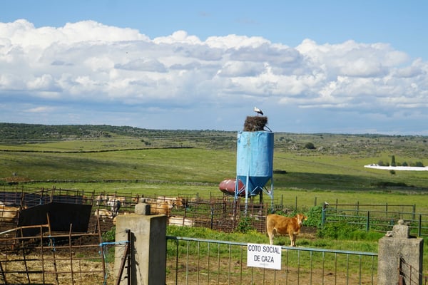 Ha - wessen Nachwuchs wird hier wohl ausgebrütet ...