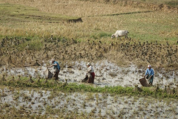 Diese Frauen haben das Feld sorgfältig durchwühlt mit den Füssen - es blieb unklar, was sie genau taten...