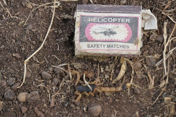 am Morgen ungebetener Gast unter Zelt; Skorpion im Schreck leider erschlagen