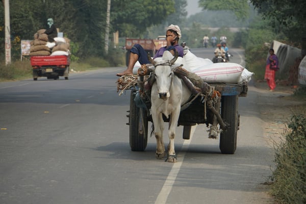 Wie gesagt: Auf Indiens Strassen findet man alles...