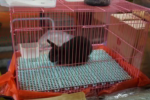 Ob das der Osterhase ist, der hier so ein trostloses Leben fristet auf dem Nightmarket... Tierschutz kennt man hier wohl nicht...