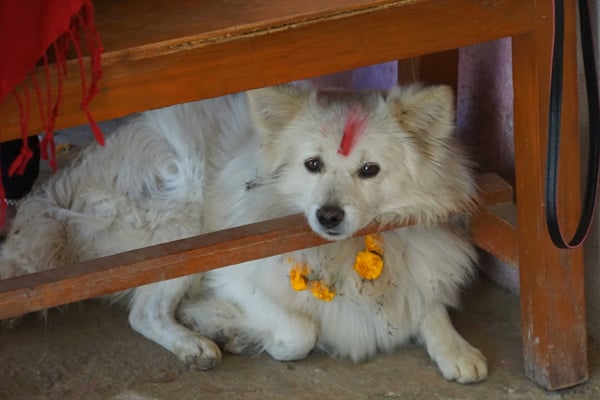 Der Hund wurde im Verlauf des Festivals gesegnet...
