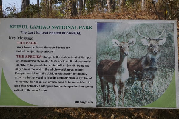 Sangai - die Nationaltiere Manipurs - wollten wir sehen...