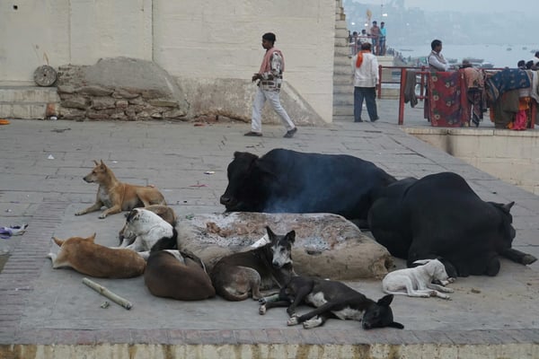 Gemeinsam kuschelt es sich besser ums Feuer...