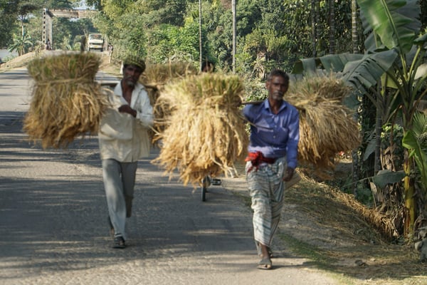 Reisbauern tragen ihren Reis heim...