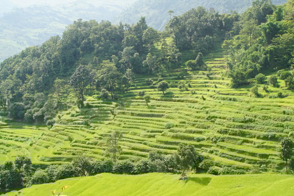 So romantisch, lieblich wie die Reisfelder vor mir liegen, ist das Leben als Reisbauer NICHT...