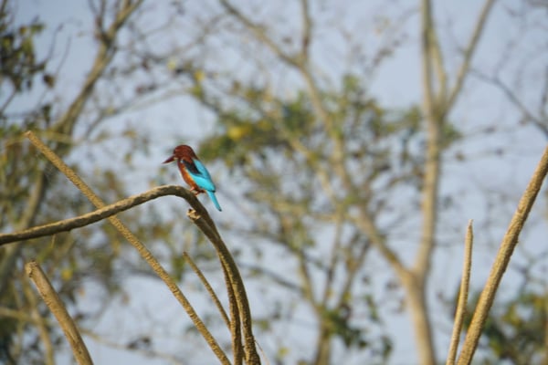 Kingfisher Bird - wunderbar gezeichneter Vogel...!