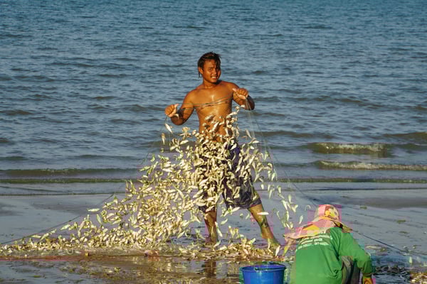 Die Fischer haben einen guten Fang gemacht und schütteln die Fische aus dem Netz...