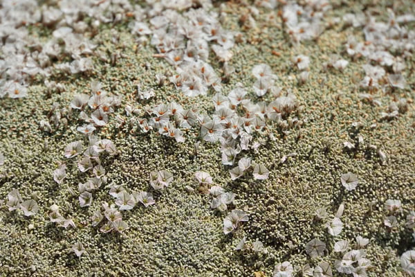 Blümchen blühen fein und zart - selbst im wilden, kalten Wind...