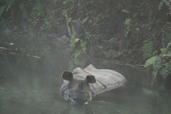 Das Rhino beim Bade im Nationalpark...