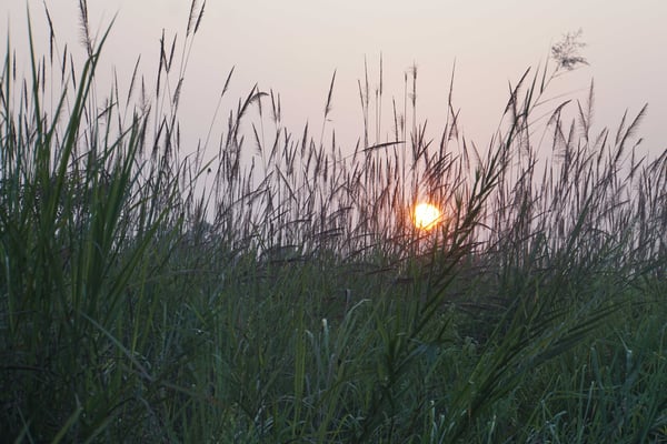 Die Sonne geht unter im Dschungel...