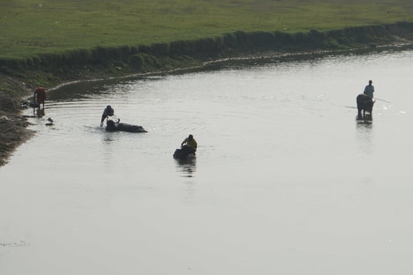 Die Büffel werden zum Bade geführt und fürsorglich gewaschen...