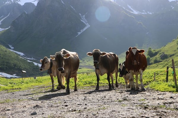 Zwei Kühe verbringen den Sommer auf der Alp Waldnacht in Attinghausen.