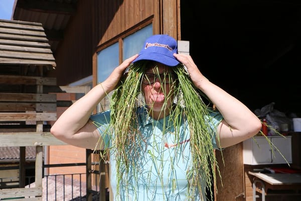 Was machen wir nun mit dem Gras?