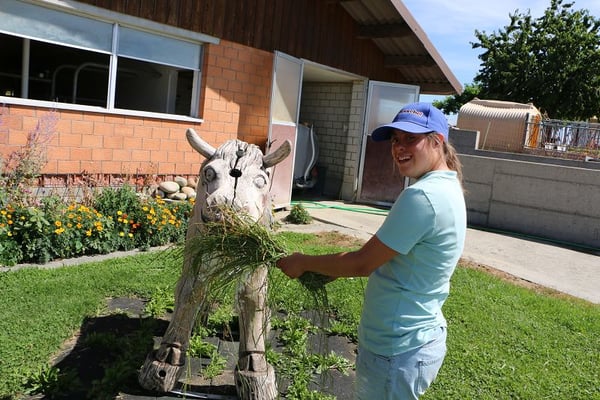 Diese Kuh hat keinen Hunger