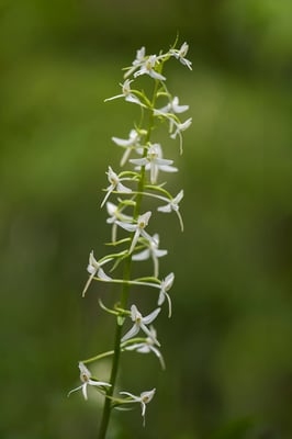 Weiße Waldhyazinthe; Platanthera bifolia