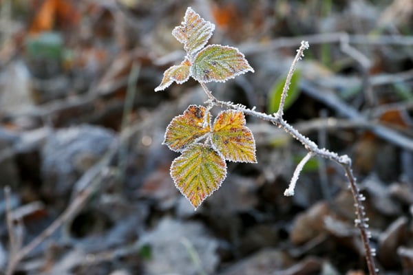 Blende 11  -> schärferer Hintergrund