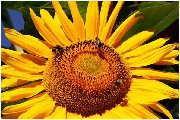 "drei Bienen" Margrit Christen