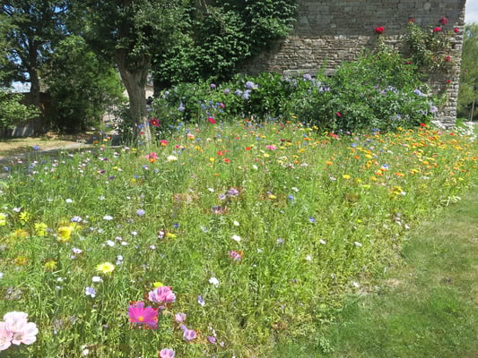 prairie fleurie Paysagiste 35000 Ille et Vilaine