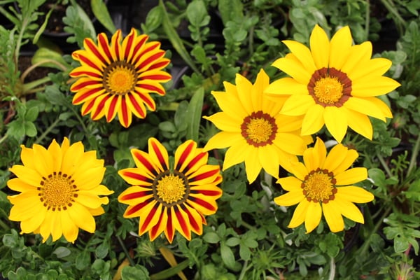 production fleurs 35140 rives du couesnon