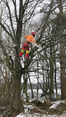 élagage 35300 fougères