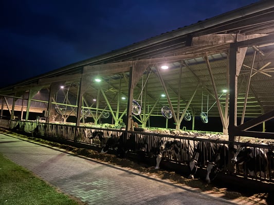 Einblick in den Stall beim Stallabend auf Hof Schulte in Isterberg