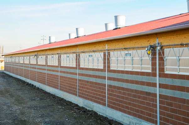 Fensterfassaden in einem Rinderstall