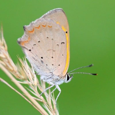Kleiner Feuerfalter - Lycaena phlaeas