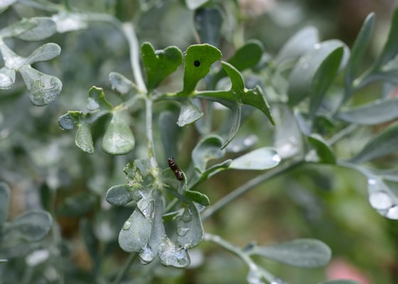 Larve nach einer Woche und ein altes Ei
