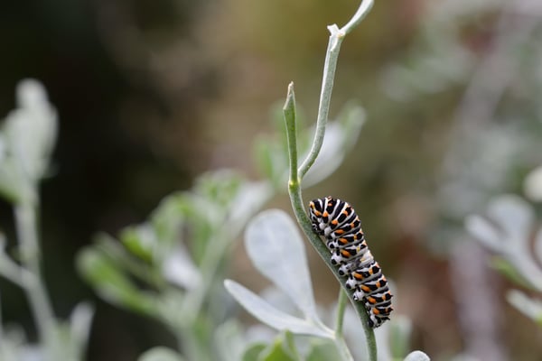 Larve nach drei Wochen