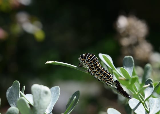 Larve nach vier Wochen, frisch gehäutet