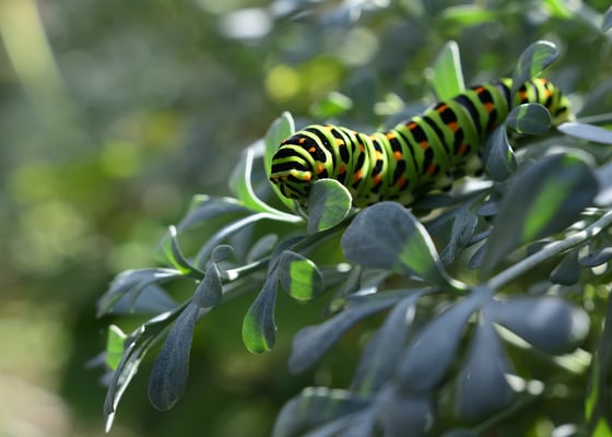 Larve nach vier Wochen vor der Verpuppung