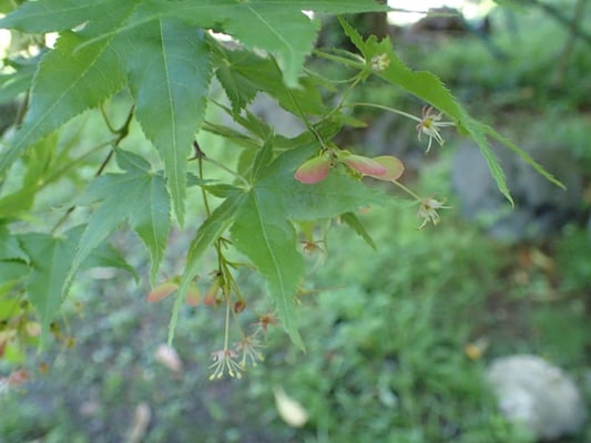 花が終わって小さな実を付けました
