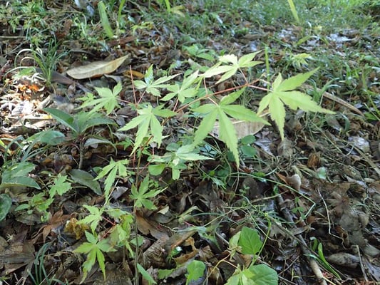 少しおおきくなりました