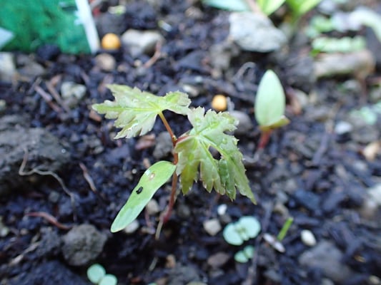 生まれたばかりの紅葉の赤ちゃん