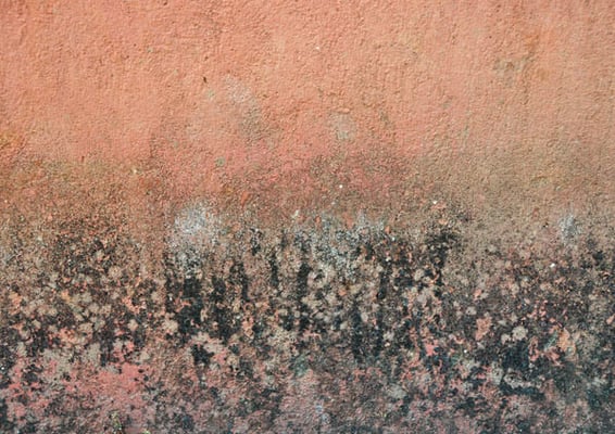 indian walls 2010_nr.25