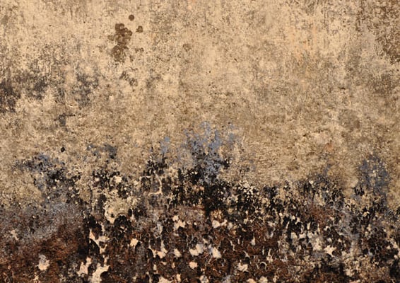 indian walls 2010_nr.29