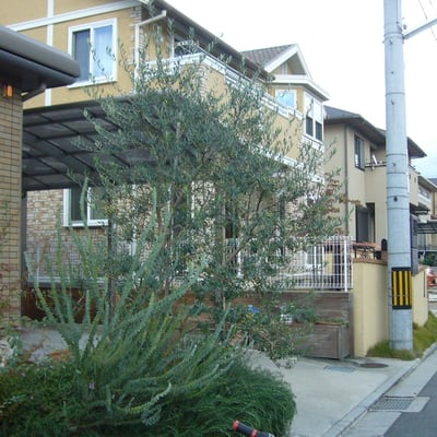 オリーブの剪定 After!!!!!!