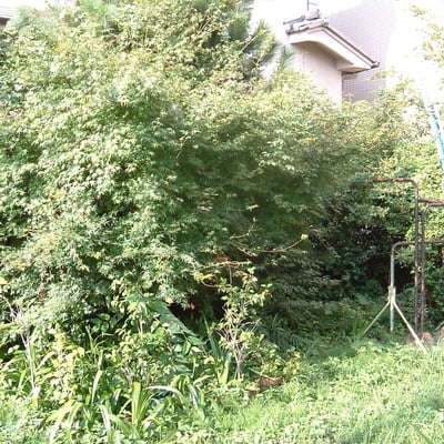 剪定　庭掃除　Before...
